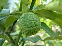 Kaffir lime